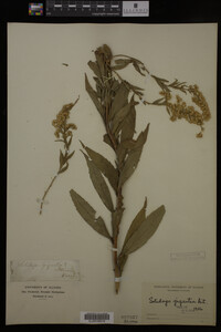 Solidago gigantea image