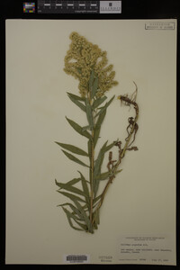 Solidago gigantea image