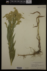 Solidago gigantea image