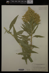 Solidago gigantea image