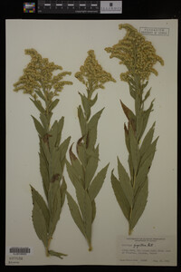 Solidago gigantea image