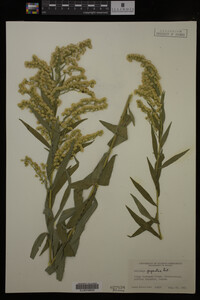 Solidago gigantea image