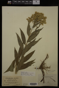 Solidago gigantea image