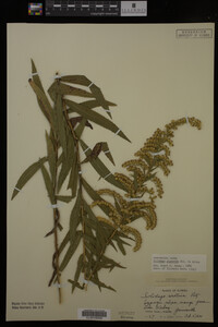 Solidago gigantea image