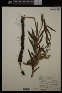 Solidago gigantea image