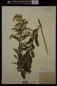 Solidago gigantea image