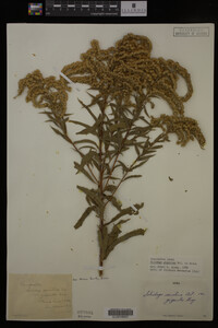Solidago gigantea image