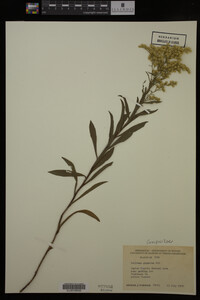 Solidago gigantea image