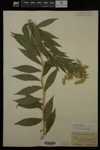 Solidago gigantea image
