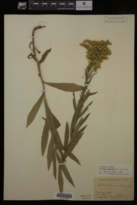 Solidago gigantea image