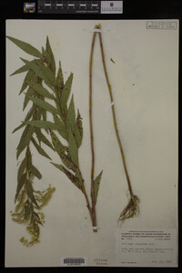 Solidago gigantea image