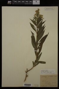 Solidago gigantea image