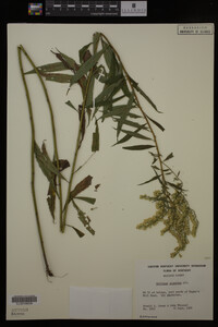 Solidago gigantea image