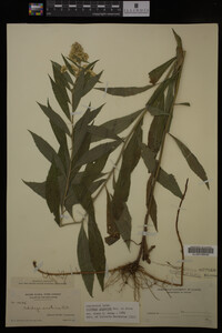 Solidago gigantea image