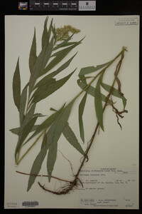 Solidago gigantea image