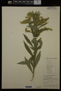 Solidago gigantea image