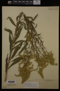 Image Associated With the Occurrence