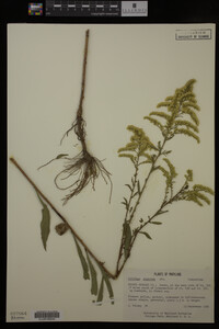 Solidago gigantea image