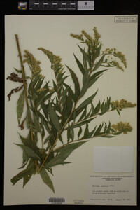Solidago gigantea image