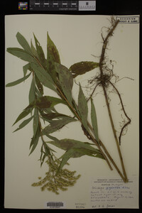 Solidago gigantea image