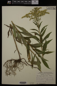 Solidago gigantea image