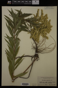 Solidago gigantea image