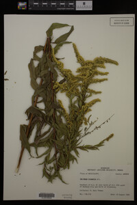 Solidago gigantea image