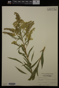 Solidago gigantea image