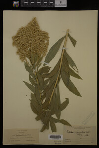 Solidago gigantea image