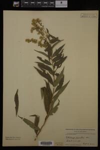 Solidago gigantea image