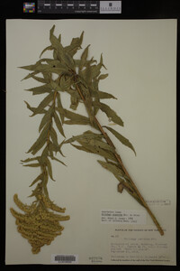 Solidago gigantea image