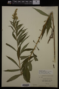 Solidago gigantea image