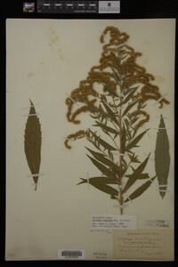 Solidago gigantea image