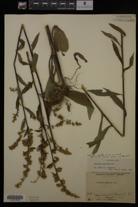 Solidago erecta image