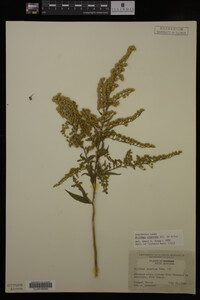 Solidago gigantea image