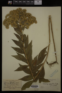 Solidago gigantea image