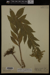 Solidago gigantea image