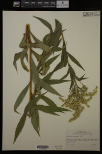 Solidago gigantea image