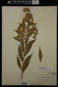 Solidago gigantea image