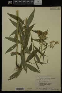 Solidago gigantea image