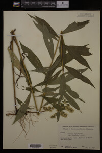 Solidago gigantea image