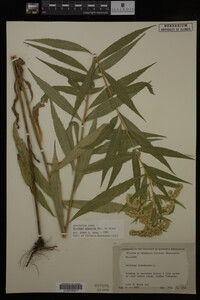 Solidago gigantea image