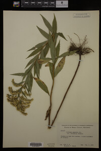 Solidago gigantea image