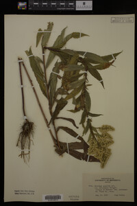 Solidago gigantea image