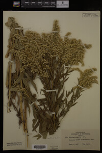 Solidago gigantea image