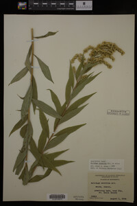 Solidago gigantea image