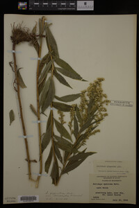 Solidago gigantea image