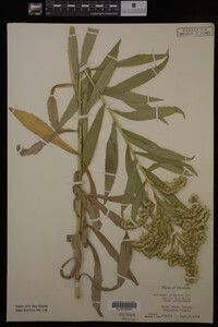 Solidago gigantea image
