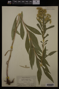 Solidago gigantea image