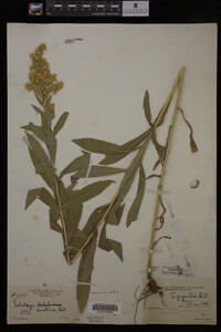 Solidago gigantea image